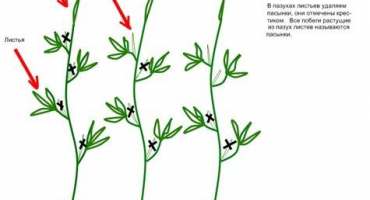 Jak štípat rajčata na otevřeném poli a ve skleníku